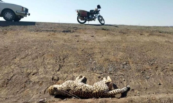 انقراض حیات وحش از این جاده می‌گذرد
