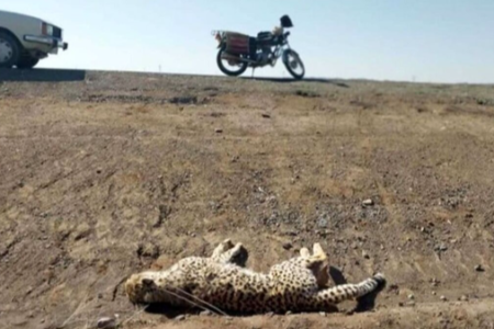 انقراض حیات وحش از این جاده می‌گذرد